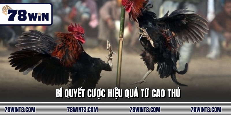 Bí quyết cược hiệu quả từ cao thủ