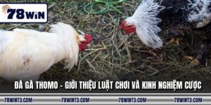 Đá Gà Thomo - Giới Thiệu Luật Chơi Và Kinh Nghiệm Cược