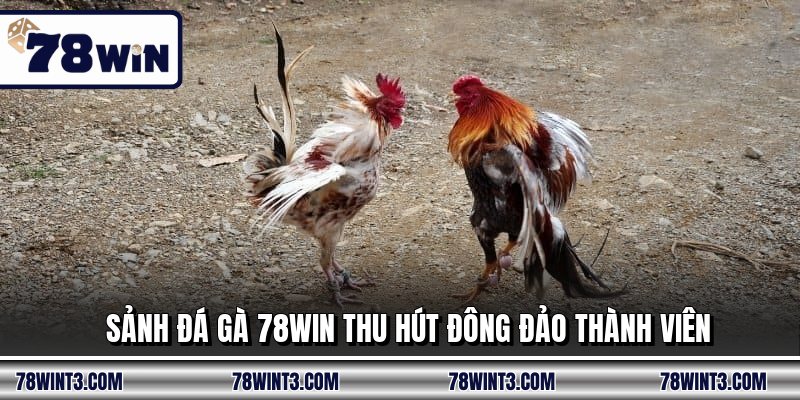 Sảnh đá gà 78WIN thu hút đông đảo thành viên