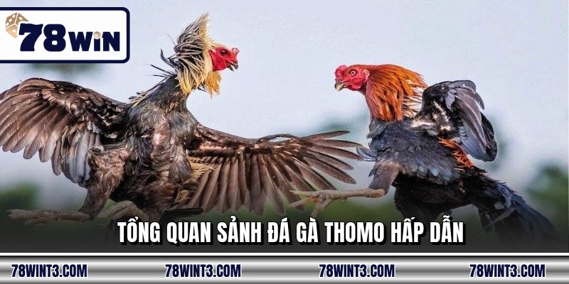 Tổng quan sảnh đá gà thomo hấp dẫn